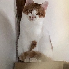 茶白の男の子^_^