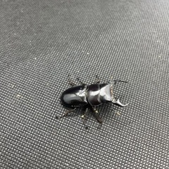 外国産クワガタ等の販売の画像