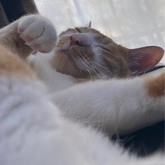 美形の甘えたくん