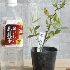 ブルーベリーの苗木　2株を無料で差し上げます。#4