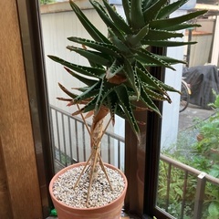 多肉植物　アロエ　不夜城