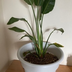 ストレチア