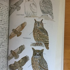 日本の野鳥（日本野鳥の会）差し上げます。の画像