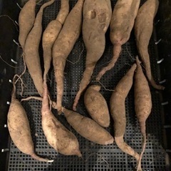 無農薬　さつまいも　追熟済み　珍しい品種　10194