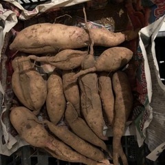 無農薬　さつまいも　珍しい品種　追熟済　10192