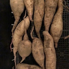 無農薬　さつまいも　追熟済み　珍しい品種　10193
