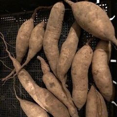 無農薬　さつまいも　珍しい品種　追熟済み　10191