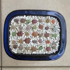 多肉植物(リトープス寄せ植え)1