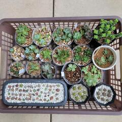 多肉植物(いろいろその1)