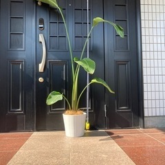 【観葉植物】ストレリチア　オーガスタ　大型植物 陶器の鉢カバー付き