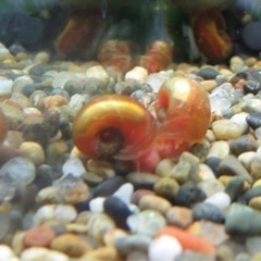 レッドラムズホーンの画像