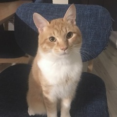 猫を探してます。