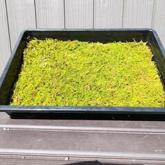 平城宮跡歴史公園にて苔玉WS行います