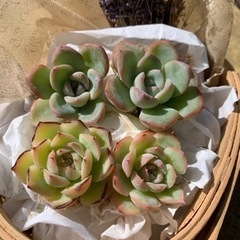 エケベリア4点セット　多肉植物　韓国苗