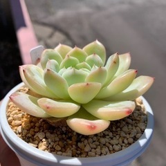多肉植物　エケベリア　ホワイトモンローの画像