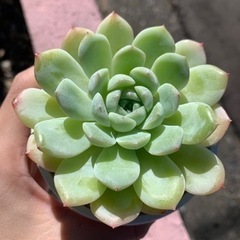 エケベリア　ホワイトモンロー　多肉植物　韓国苗