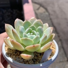ホワイトモンロー　多肉植物　韓国苗　エケベリアの画像