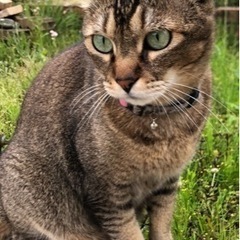 行方不明の猫を探しています