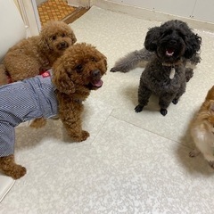 犬好きな独身男女、犬カフェに集まれ～♪