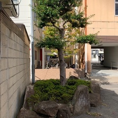 庭木と庭石