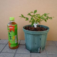 ジャポチカバ（大葉系）小苗