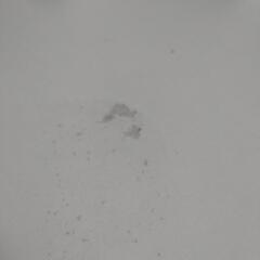 キャスター付きカラーボックス お譲りしますの画像