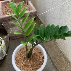 ザミオクルカス