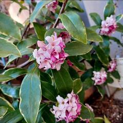 お渡し決まりました！　沈丁花　苗　③
