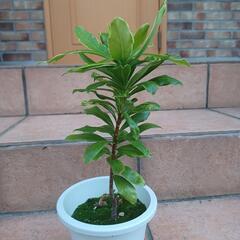 お渡し決まりました！　沈丁花　苗　③の画像