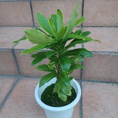 お渡し決まりました！　沈丁花　苗　③の画像