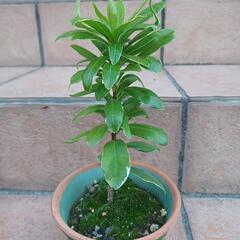 お渡し決まりました！　沈丁花　苗　①の画像
