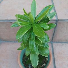 お渡し決まりました！　沈丁花　苗　①の画像