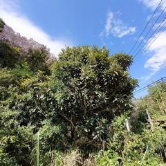 枇杷の葉