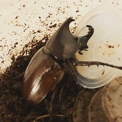 フローレンシスニセヒメカブト　幼虫ペア