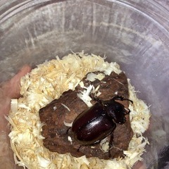 フローレンシスニセヒメカブト　幼虫ペアの画像