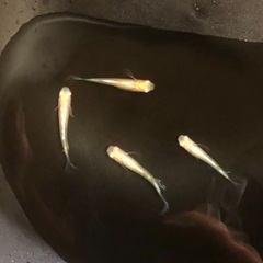 アルビノメダカ 【龍王(龍の瞳×王妃)】 2ペア ヒレ長の画像