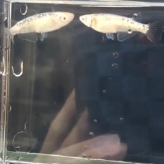 アルビノメダカ 【緋牡丹】2ペアの画像
