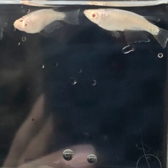 アルビノメダカ 【緋牡丹】2ペアの画像