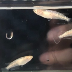 アルビノメダカ 【緑光変種】2ペアの画像