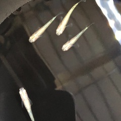 アルビノメダカ 【緑光変種】2ペアの画像