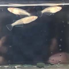 アルビノメダカ 【緑光変種】2ペアの画像
