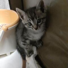 里親募集　子猫