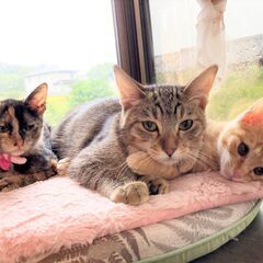 in瀬戸市☆子猫大集合の臨時譲渡会2022年10月22日（土）～...