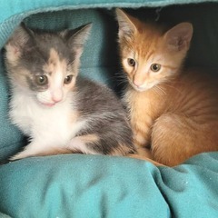 in豊明市☆子猫大集合の臨時譲渡会2022年10月22日（土）～...