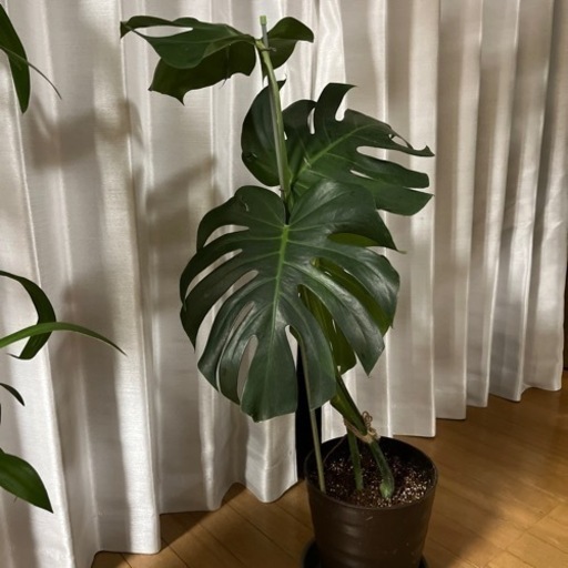 モンステラ　株分け　6号鉢