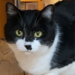 【白黒ニャンコ里親さん見つかりました】ネコの里親さん募集 - 津市