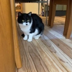 【白黒ニャンコ里親さん見つかりました】ネコの里親さん募集 - 猫