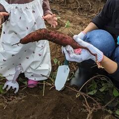 川越＊お芋掘り・焼き芋・ふかし芋食育体験＊