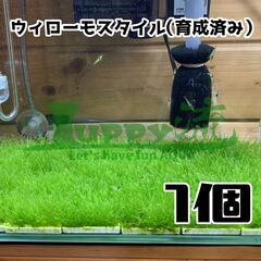 ウィローモスタイル（育成済み）1個　水槽に水草　コケ　アクアリウム