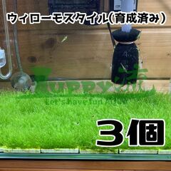 ウィローモスタイル（育成済み）3個　水槽に水草　コケ　アクアリウム